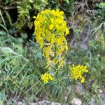 Erysimum virgatum 花