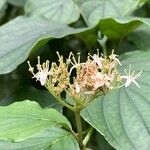 Cornus sanguineaFlor