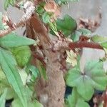 Begonia dregei Rhisgl