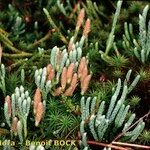 Lycopodium × oellgaardii Habit