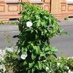 Calystegia sepium عادت