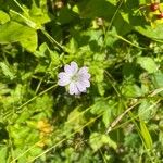 Geranium versicolor Natur