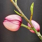 Magnolia figo പുഷ്പം
