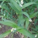 Maianthemum stellatumFloro