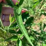 Eupatorium altissimum Leaf