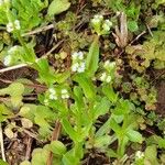 Valeriana woodsiana Květ