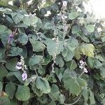 Neustanthus phaseoloides आदत