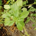 Amaranthus blitum ഇല