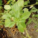 Amaranthus blitum Лист