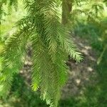 Taxodium distichum Blatt