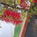 Melaleuca rugulosa Flower