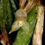 Bulbophyllum absconditum