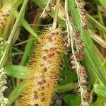 Setaria pumila Fruit