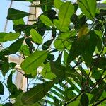 Trilepisium madagascariense Jani