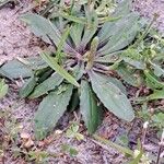 Plantago virginica Blatt