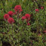 Castilleja parviflora Vekstform