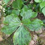 Podophyllum hexandrum Leht