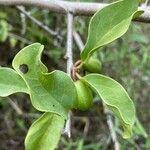 Ximenia americana Leaf