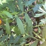 Tagetes erecta Blatt