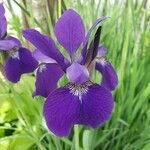 Iris sibirica Flower