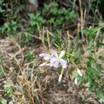 Saponaria officinalisFlower