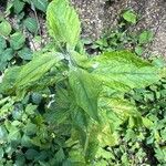 Artemisia suksdorfii Leaf