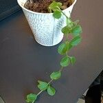 Peperomia rotundifolia Lapas