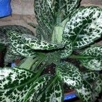 Goodyera pubescens Blatt