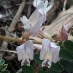 Astragalus australis 花