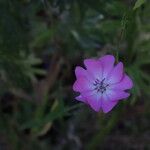 Eudianthe coeli-rosa Flower