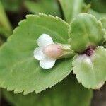 Vandellia diffusa Flower