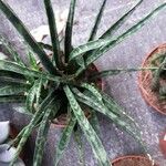 Sansevieria hyacinthoides Folla