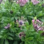 Osteospermum spp. Costuma