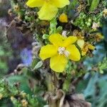 Verbascum speciosumBlomma