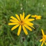 Arnica montanaÇiçek