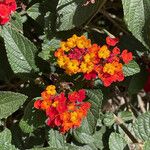 Lantana aculeata autre