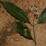 Gaertnera letouzeyi Habit