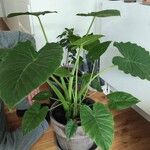 Alocasia odora Liść