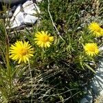 Inula ensifolia 花