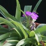 Tradescantia gigantea Hábito