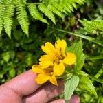 Erythranthe lutea Flower