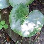 Asarum europaeum Lapas