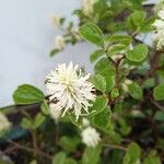 Fothergilla gardenii Blomst