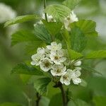 Crataegus mollis फूल