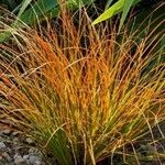 Carex testacea Lapas