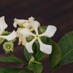 Voacanga africana Blomma