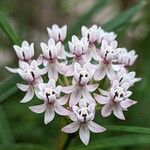 Asclepias angustifolia Blomst