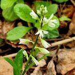 Polygala amarella Floare