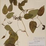 Smilax menispermoidea