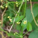 Rubia cordifolia 花